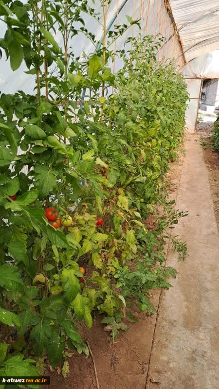 گلخانه (پروژه دانشجویی) 2