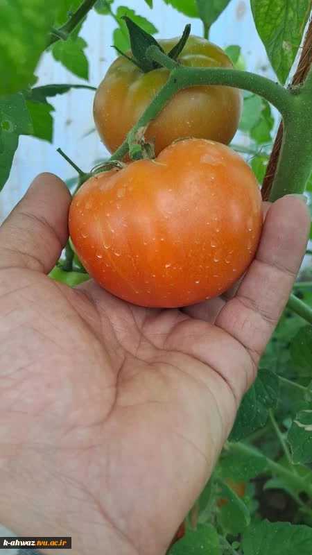 گلخانه (پروژه دانشجویی) 2