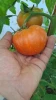 گلخانه (پروژه دانشجویی) 2