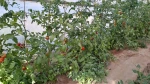 گلخانه (پروژه دانشجویی) 2